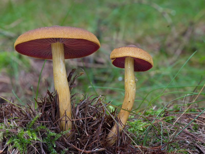 Cortinarius semisanguineus